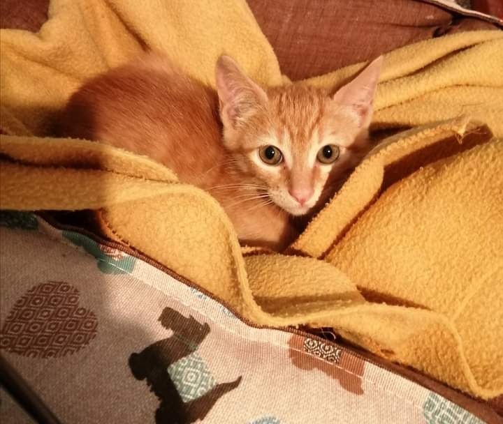 Foto Ulis