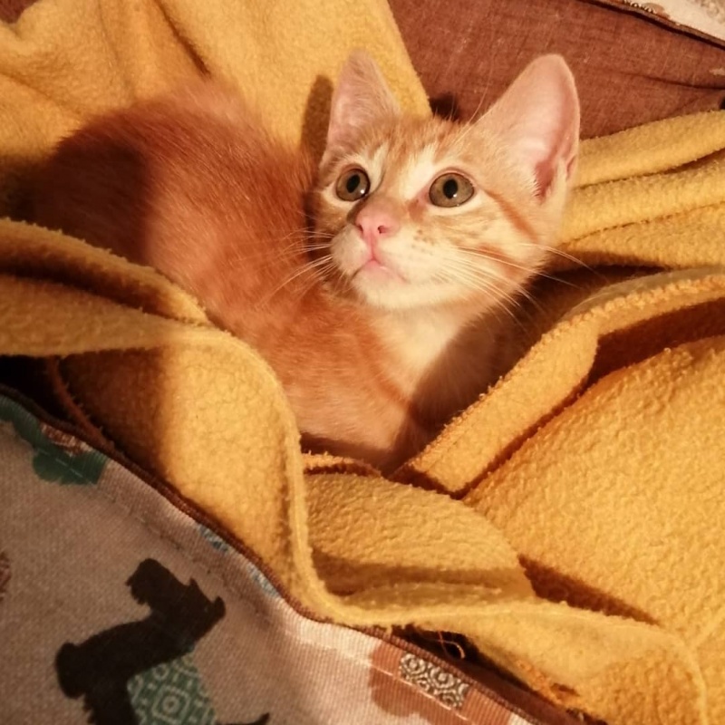 Foto Ulis