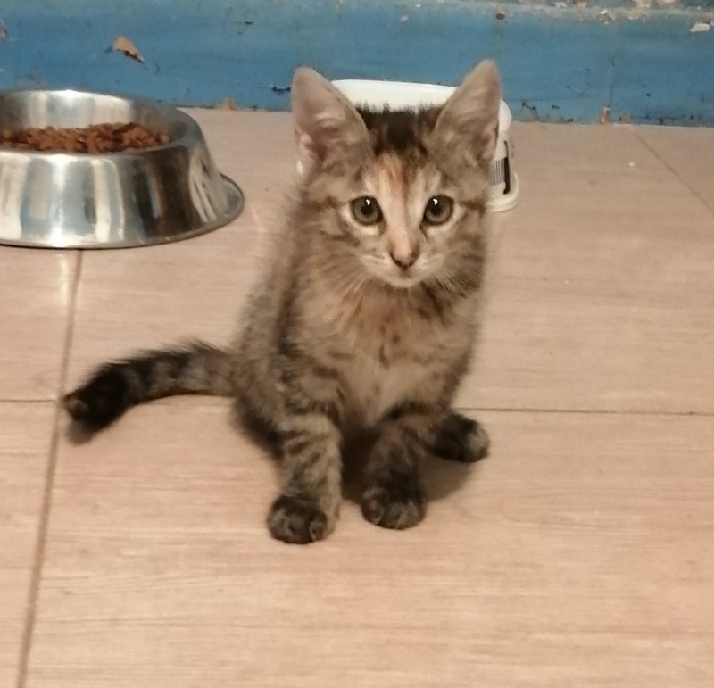 Foto JADE