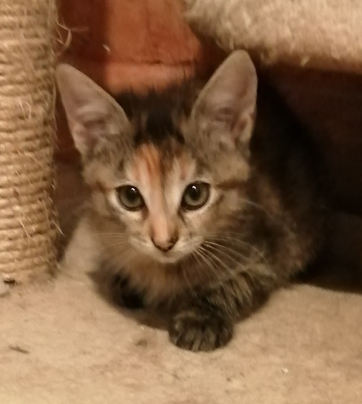 Foto JADE