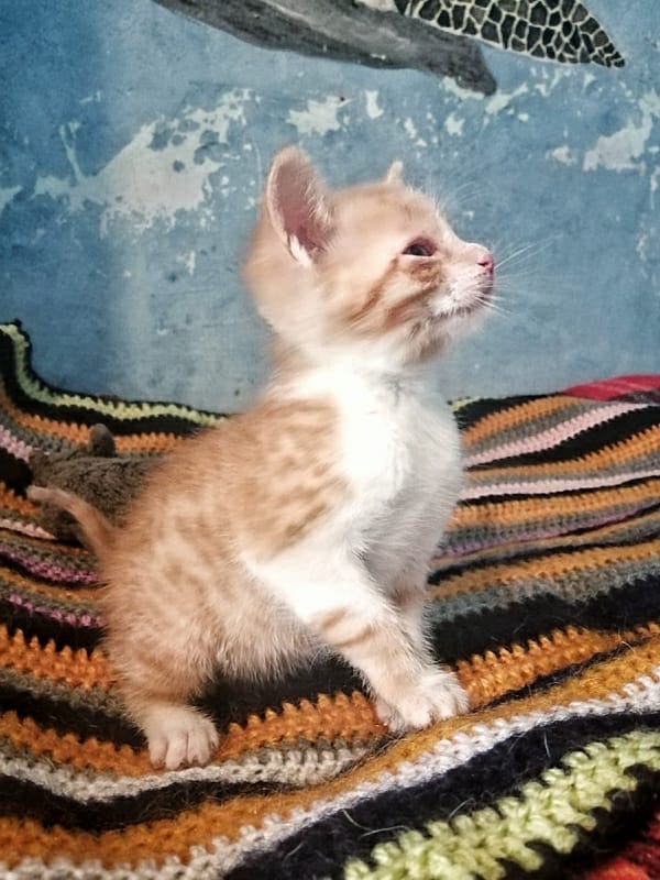 Foto FLAN