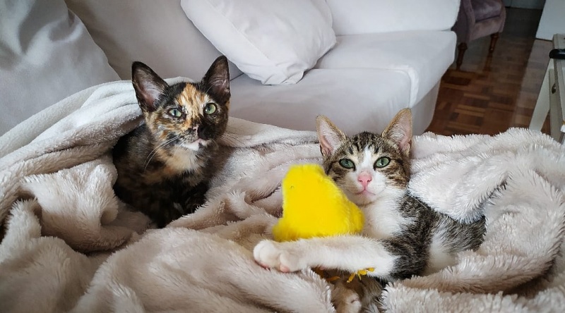 Foto ZIZU