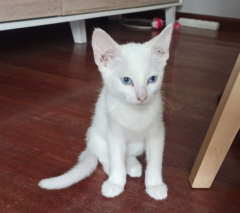 Foto ENZA