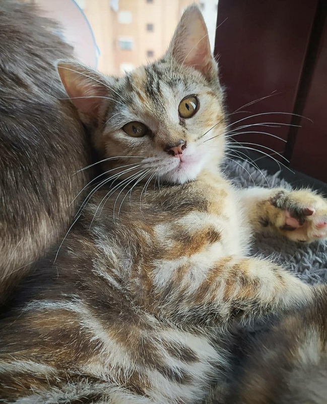 Foto THELMA