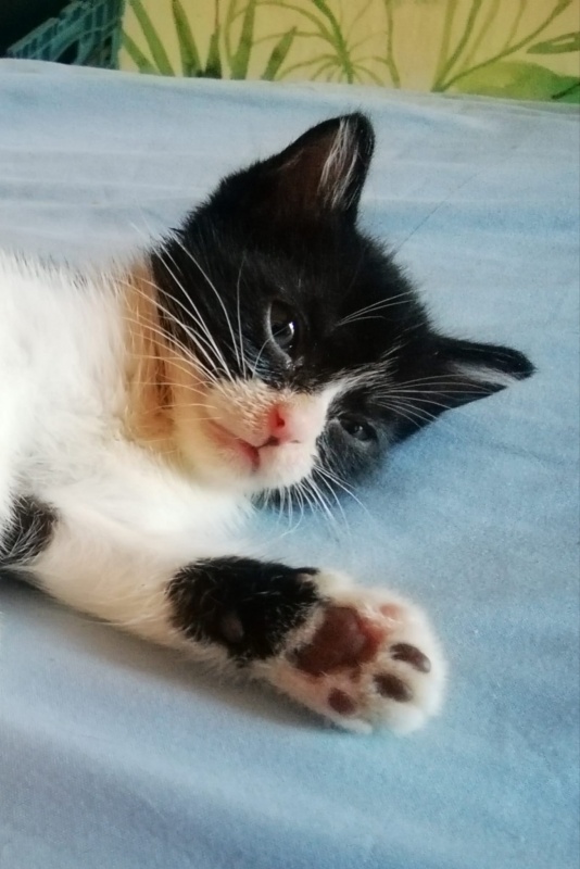 Foto HOMER