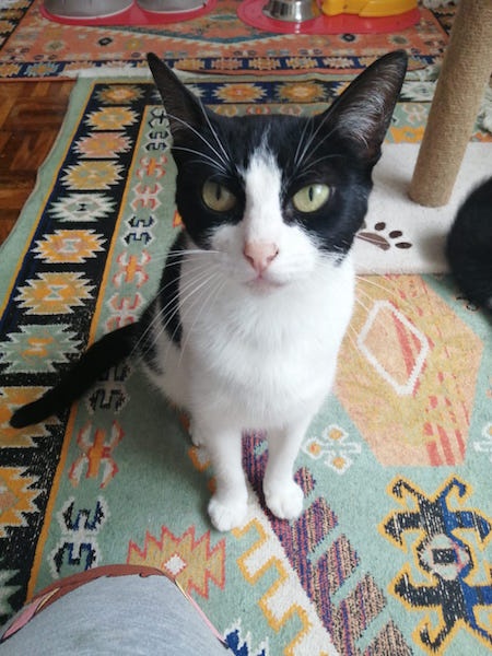Foto PENELOPE