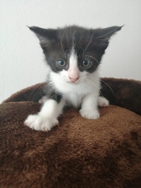 Foto PIPA