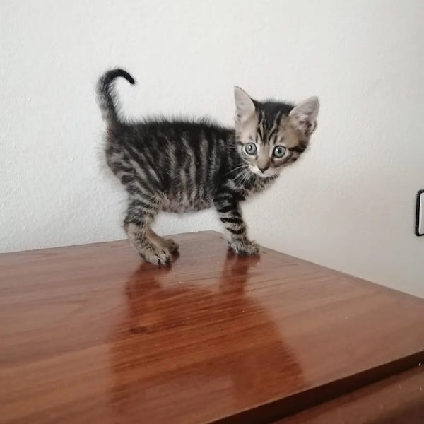 Foto CIRA