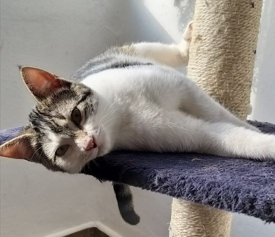 Foto CHOPITO