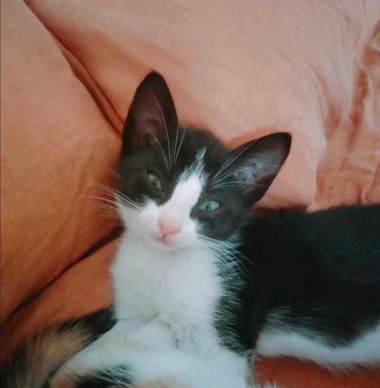 Foto KIRBY