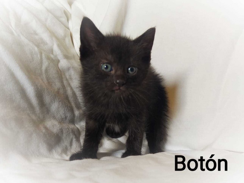 Foto BOTON