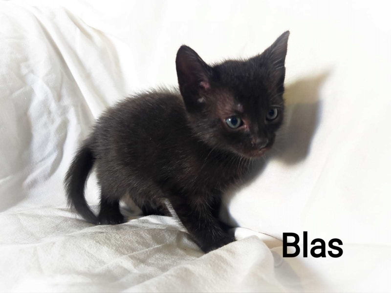 Foto BLAS