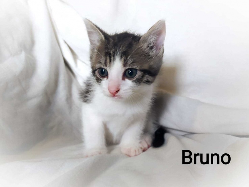 Foto BRUNO