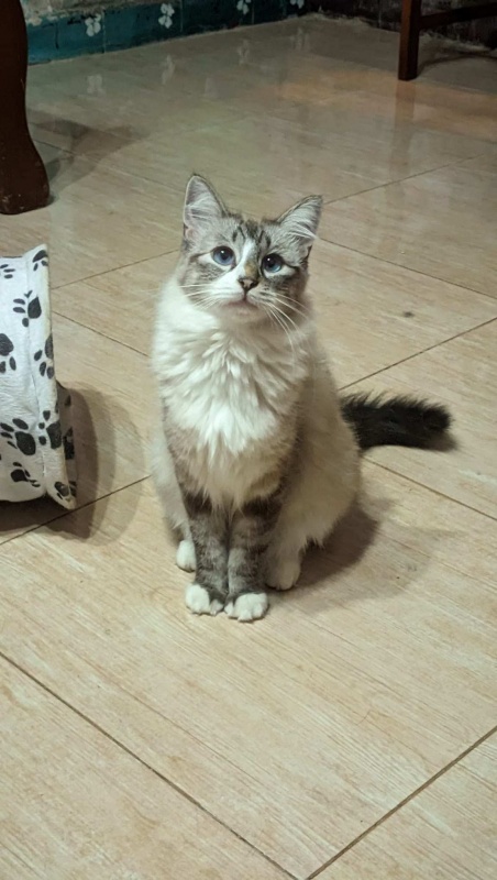 Foto DULCINEA