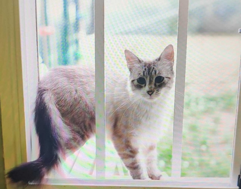 Foto DULCINEA