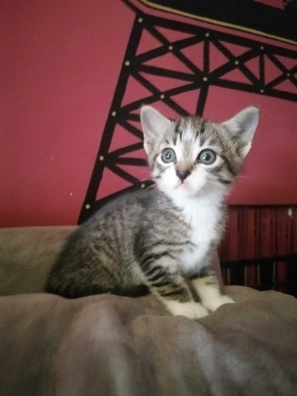 Foto NIKO