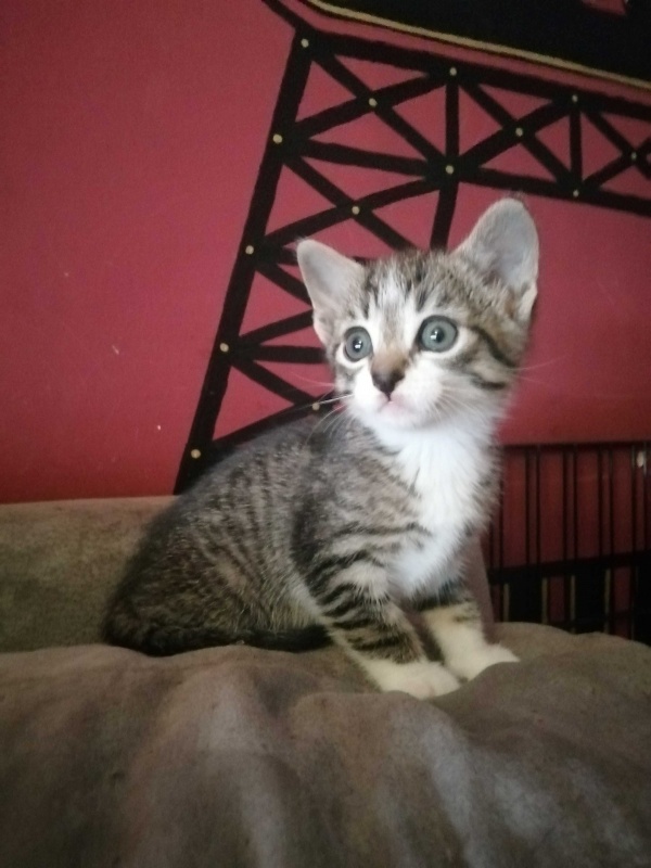 Foto NIKO