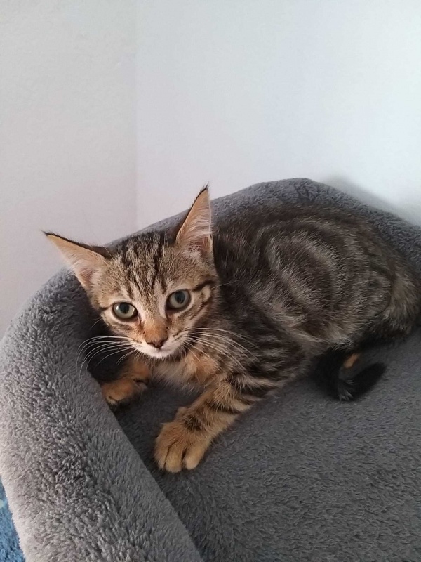 Foto TABBY