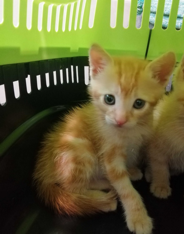 Foto DORA