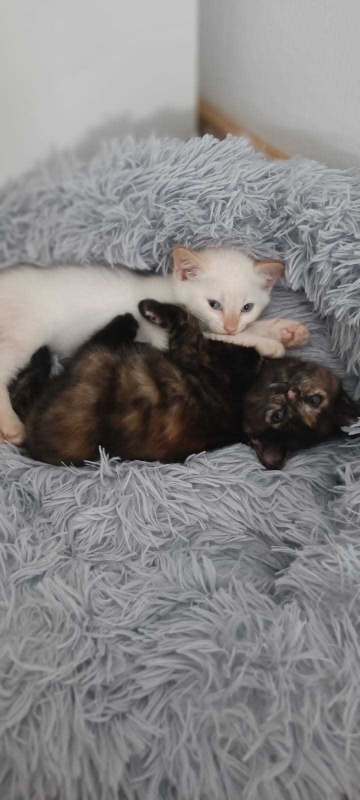 Foto MOKA