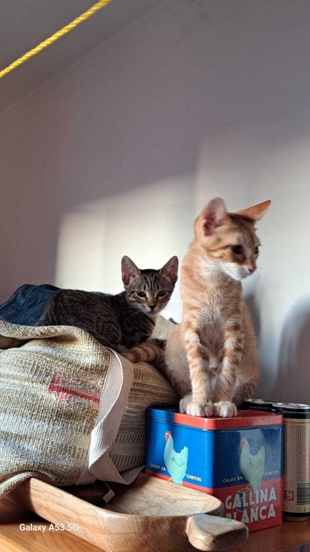 Foto PEPI