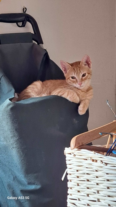 Foto BOND