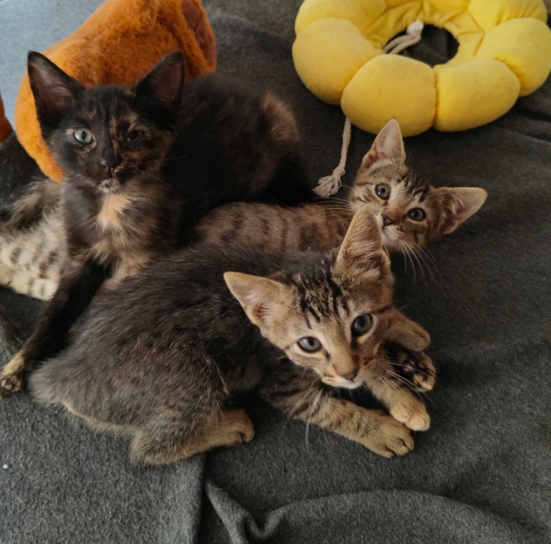 Foto QUESITO