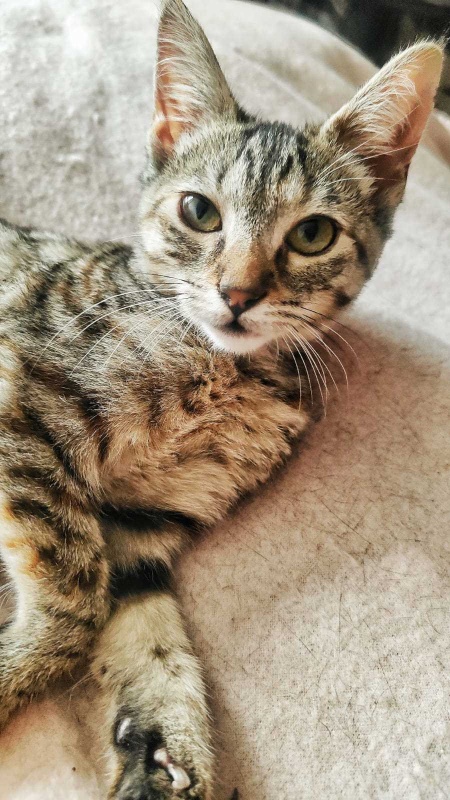 Foto ATENEA