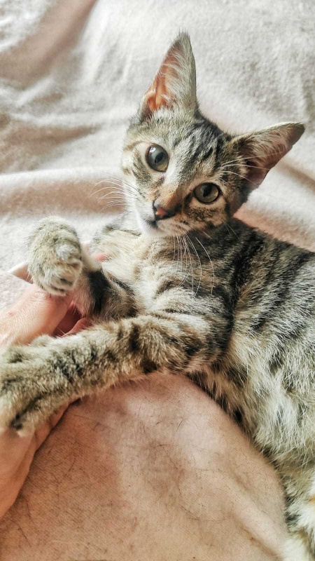 Foto ATENEA