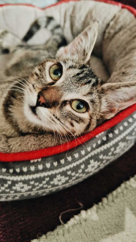Foto ATENEA