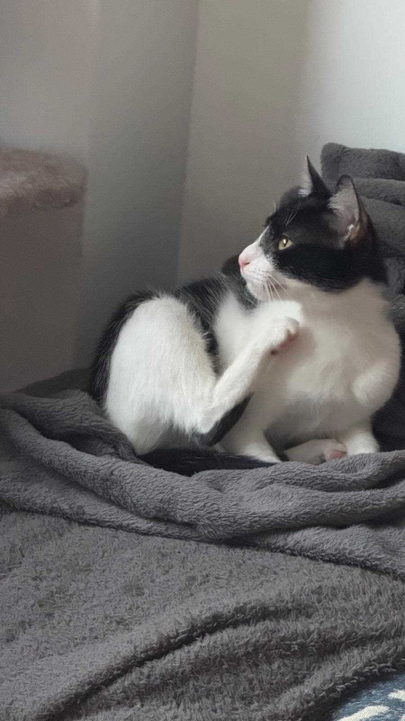 Foto NATA