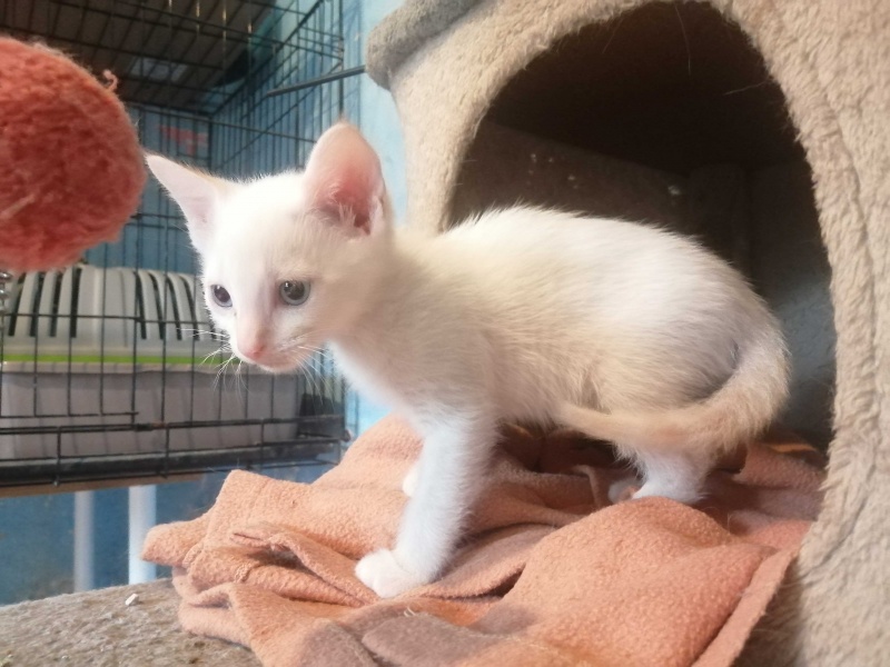 Foto POMPONINA