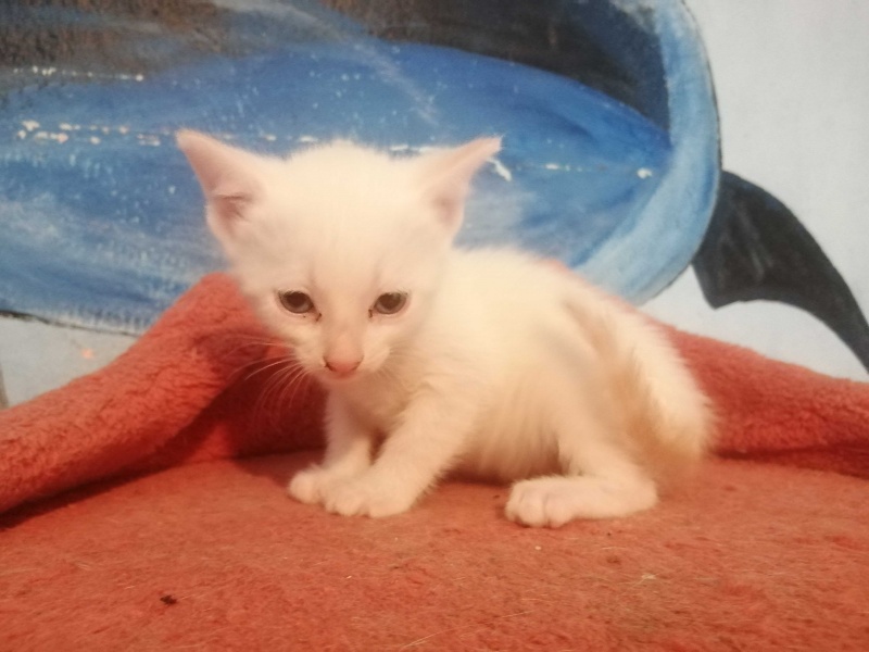 Foto POMPONINA