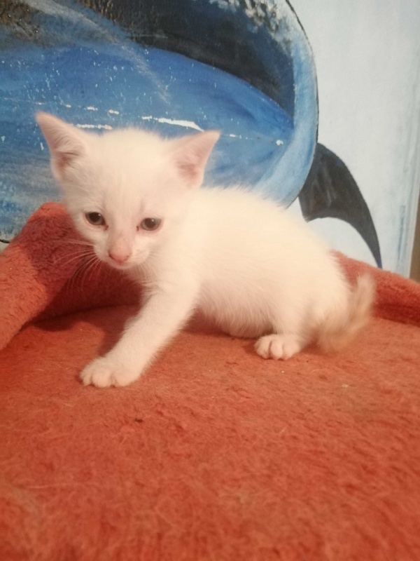 Foto POMPONINA