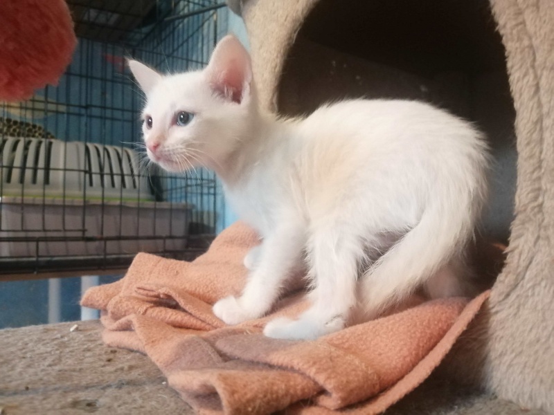 Foto POMPONINA