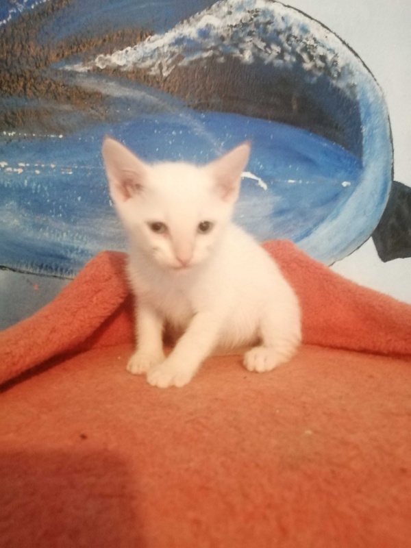 Foto BUÑUELINA