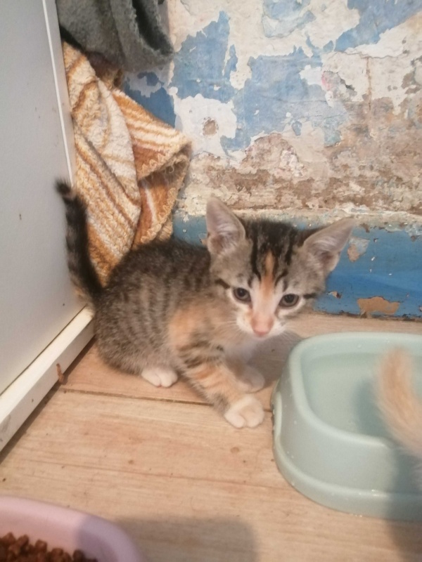 Foto PIZCA