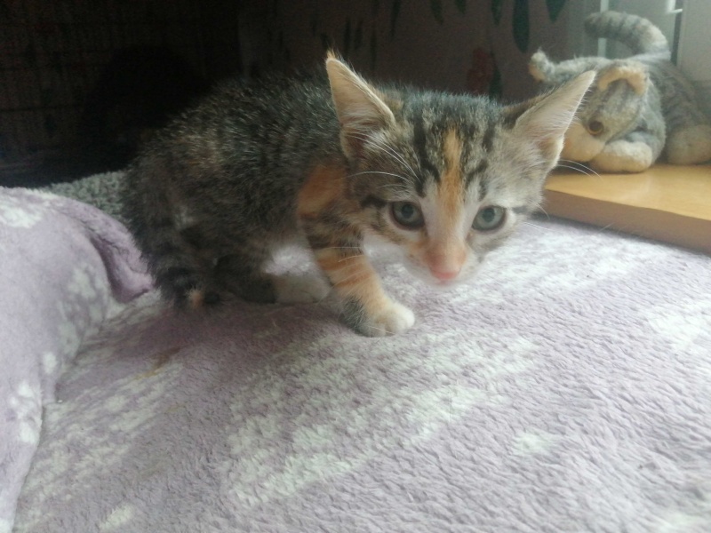 Foto PIZCA