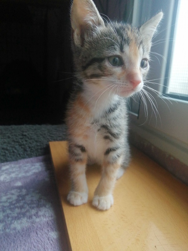 Foto PIZCA