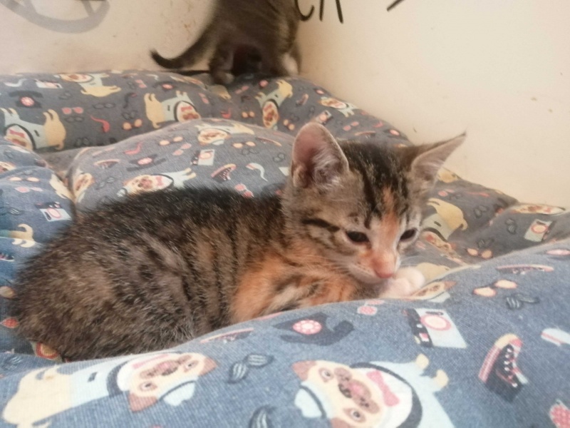 Foto PIZCA