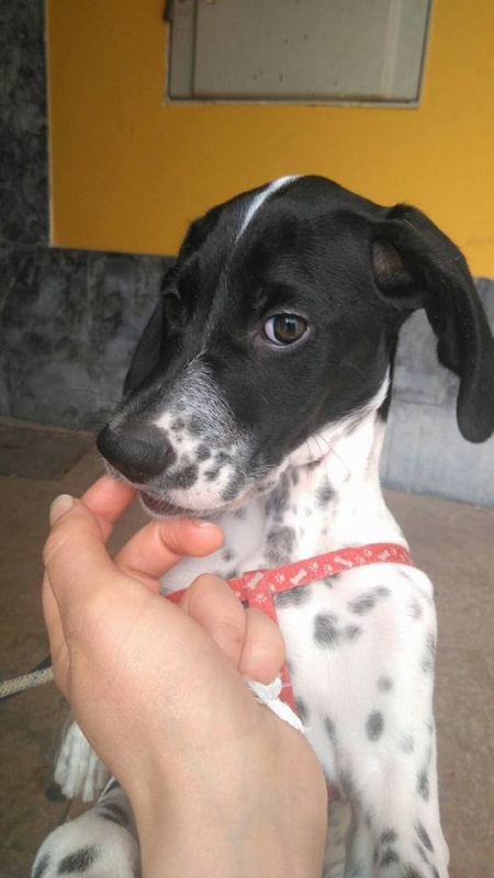 Foto Goofy
