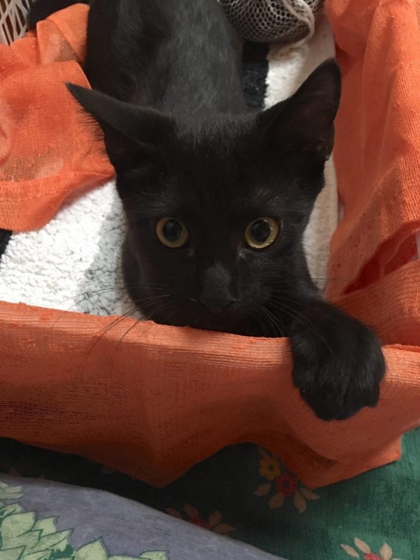 Foto Oreo
