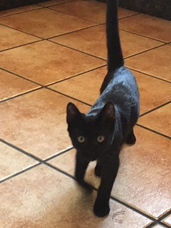 Foto Oreo