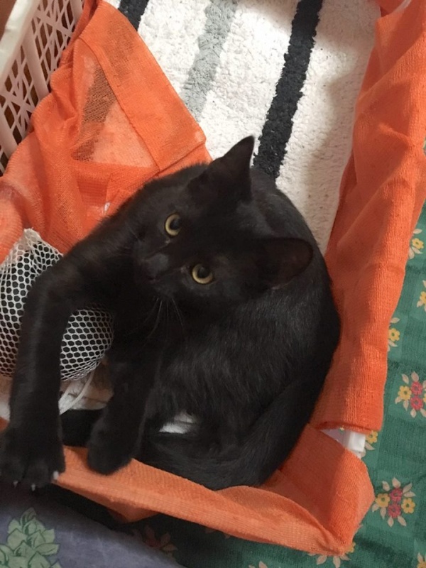Foto Oreo