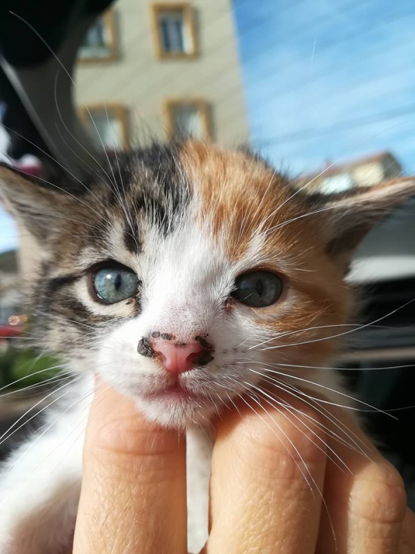 Foto Atala