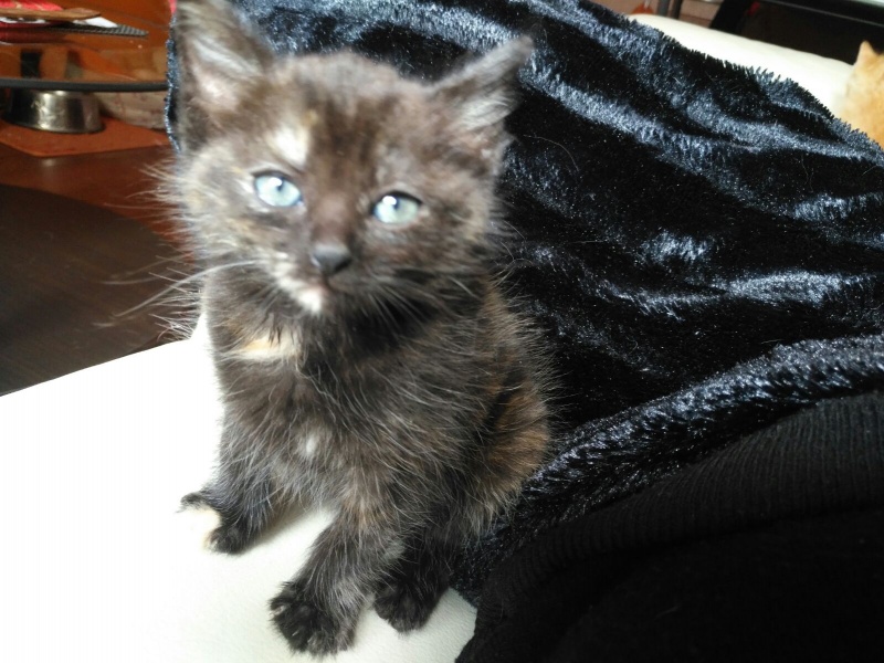 Foto Blacky