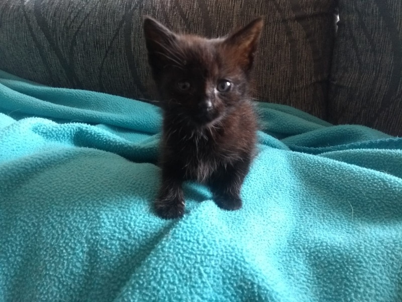 Foto Sofi