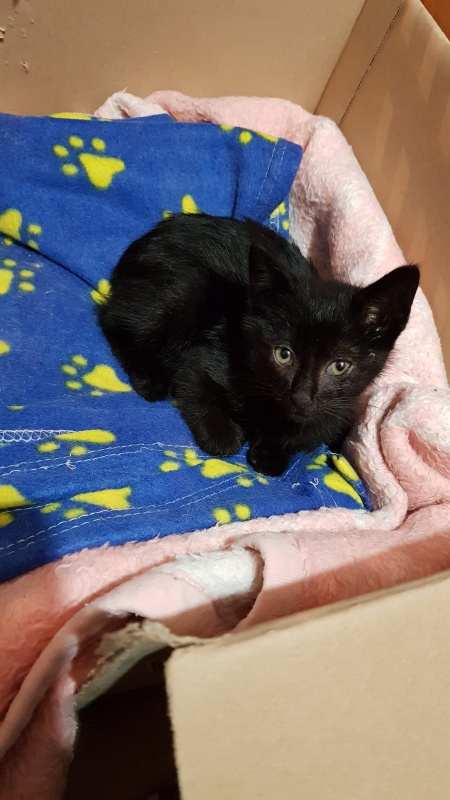 Foto Kiko