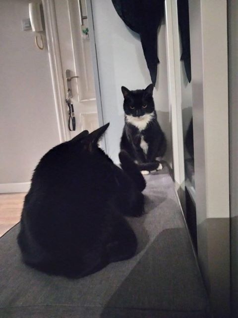 Foto Tom