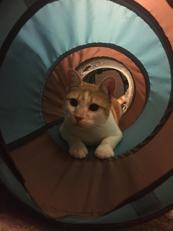 Foto Merlín